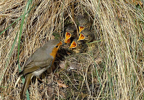 Robin tending young in nest