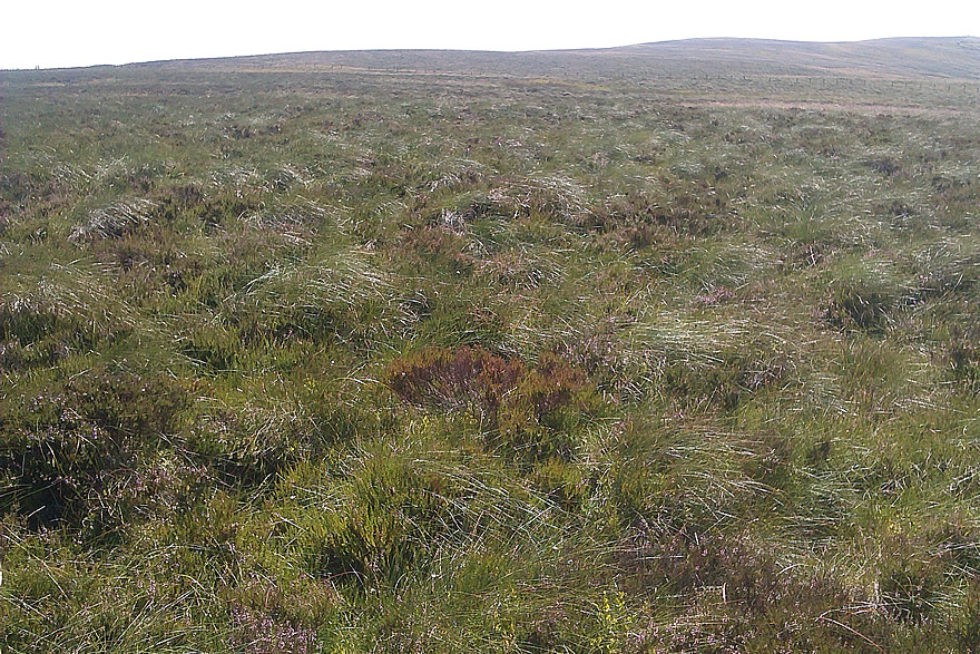 Heathy blanket bog