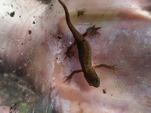 Male palmate newt with webbed rear feet