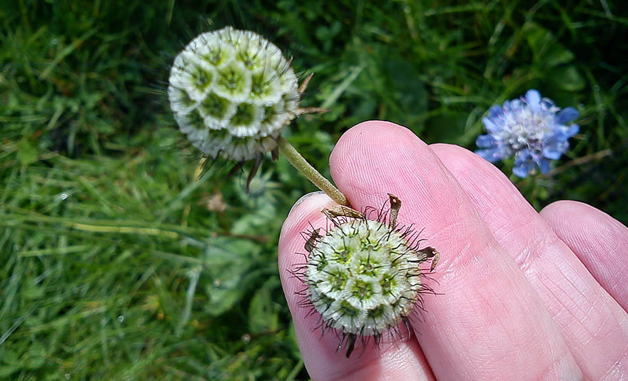 Small scabious seed head