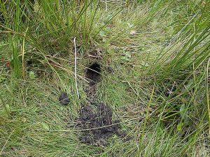 Water vole burrow