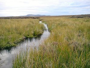 Ideal Scottish water vole conditions in peatland habitat