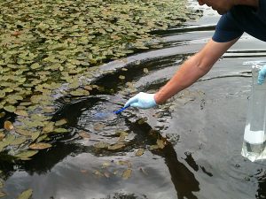 Collecting samples for eDNA analysis