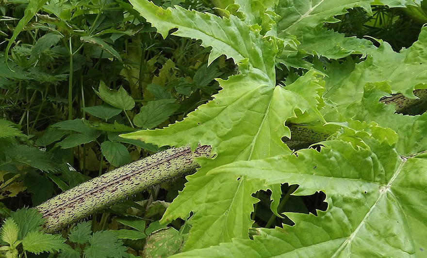 Giant hogweed