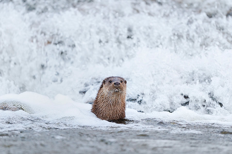 Otter