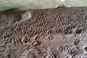 Otter prints are best found in silty substrates under bridges