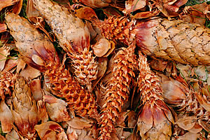 Red squirrel