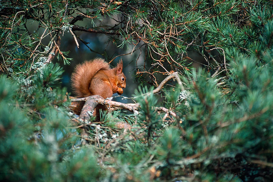 Red squirrel