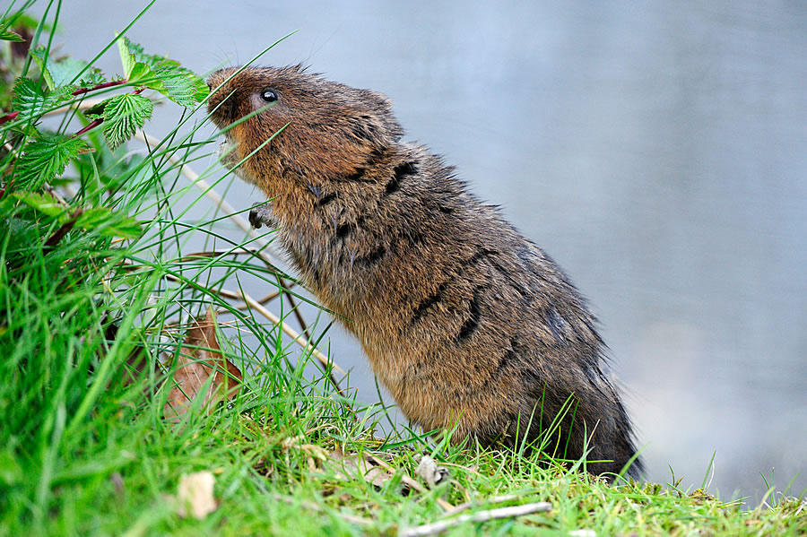 Water vole