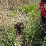 Couch in reedbed