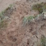 Focus of otter activity. Lots of prints and spraint and scratched sand.