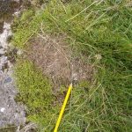 Habitual sprainting site with vegetation die back and very old fragments remaining.