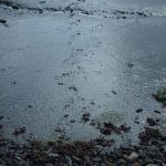Otter track through mud showing tail-drag.