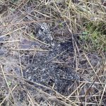 Piles of spraint with chunky amphibian bones.