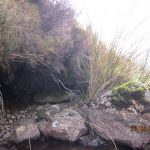 Resting site concealed under heather overhang, tucked well into an undercut bank