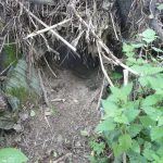 Resting site in amongst flood debris.