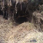 Resting site in gorse with several well used spraint sites where run goes into gorse