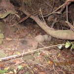 Resting site within flood debris. Spraint in entrance.