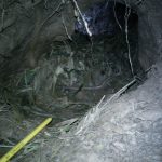 Resting site. Shallow depression along tunnel parallel with river.Lined with fresh bedding.