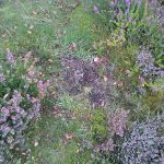 Rolling area in heather and also probably used as couch. Coastal habitat.