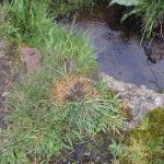 Spraint site with die back of vegetation.