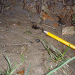 Tiny spraint on run. Male spraint is reputed to be smaller than females.