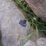 Very fresh spraint, black and tarry.