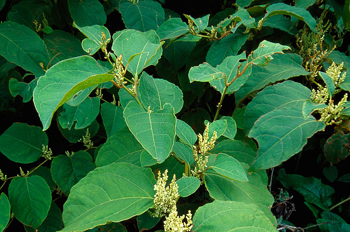 Japanese Knot Weed