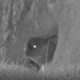 one -eyed otter