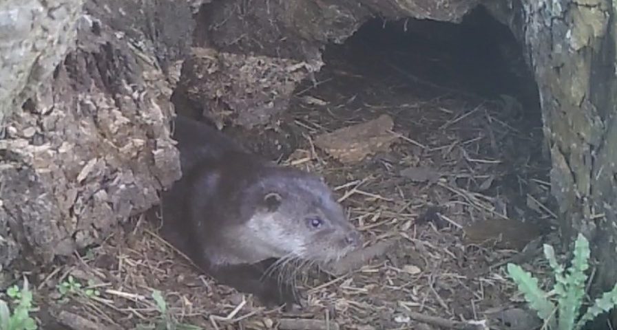 otter emerging