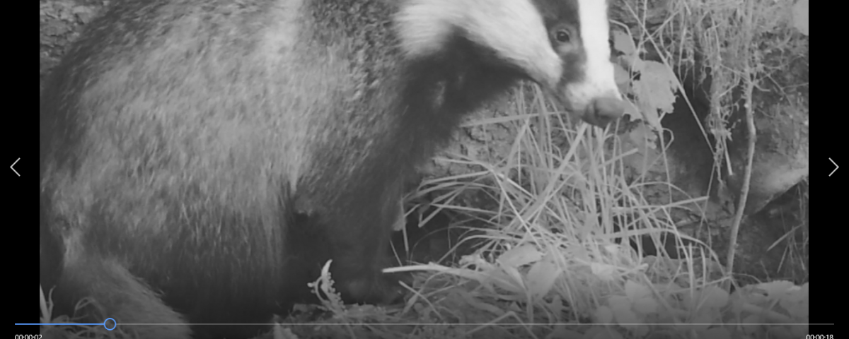 Ninj badger still